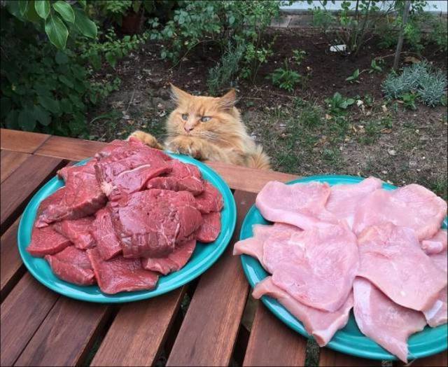 daily picdump 97 pics 40.html - 97 HD Photos | Premium Gallery 2017