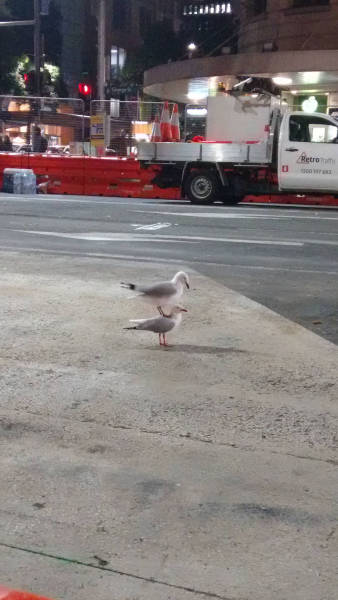 daily picdump weekend edition 53 pics 14.html - 53 HD Photos | Premium Gallery 2017