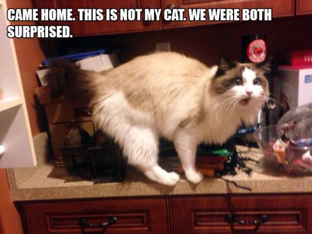 Daily Picdump