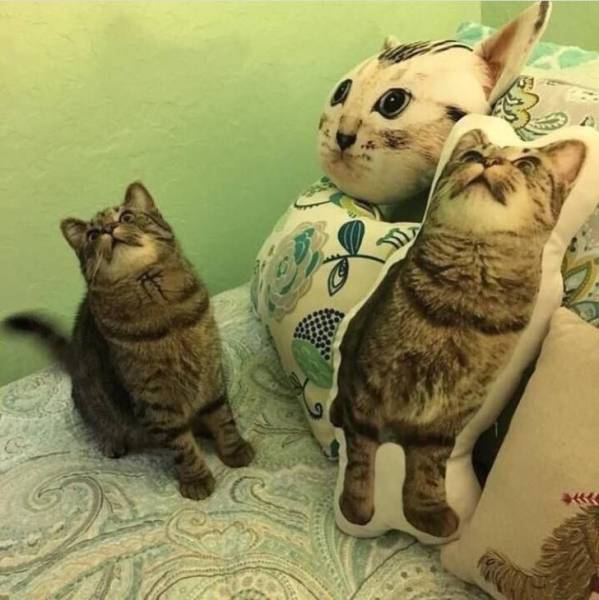 daily picdump 104 pics 43.html - 104 HD Photos | Premium Gallery 2017