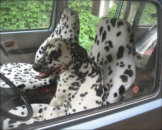 Daily Picdump
