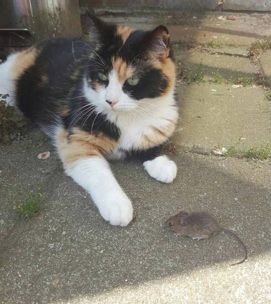 daily picdump weekend edition 74 pics 16.html - 74 HD Photos | Premium Gallery 2017