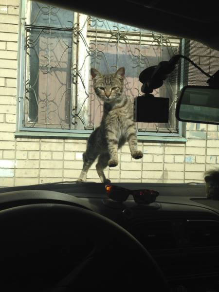 Daily Picdump