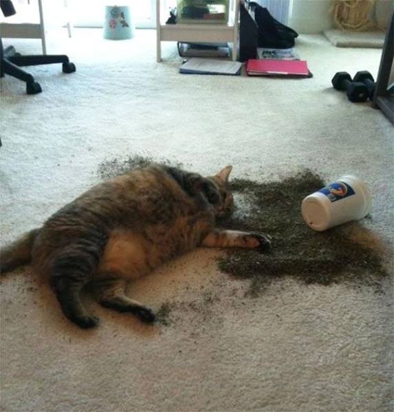 Daily Picdump