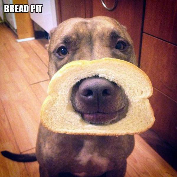 Daily Picdump