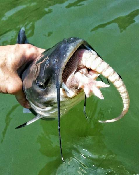 Sometimes the Only Question is WTF?