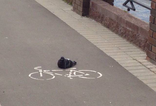 daily picdump 107 pics 43.html - 107 HD Photos | Premium Gallery 2017