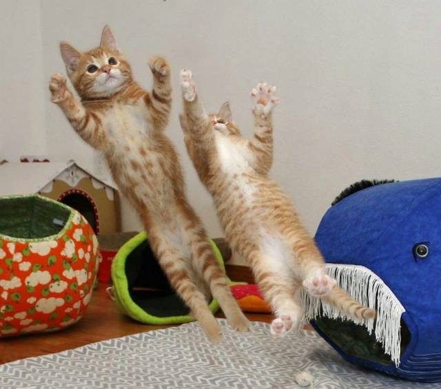 daily picdump 93 pics 44.html - 93 HD Photos | Premium Gallery 2017