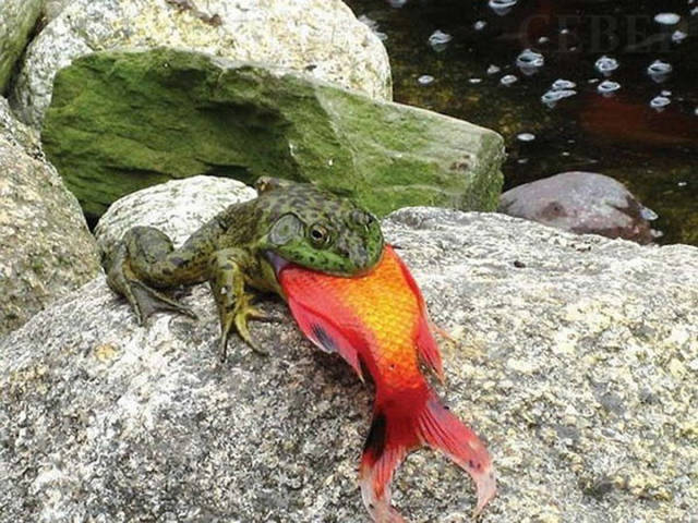 Morning Picdump