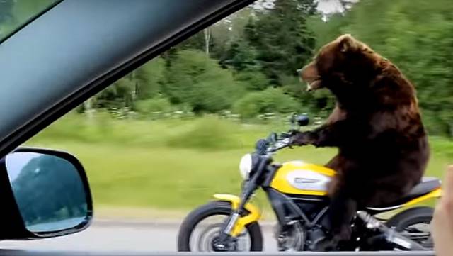 daily picdump 95 pics 39.html - 95 HD Photos | Premium Gallery 2017