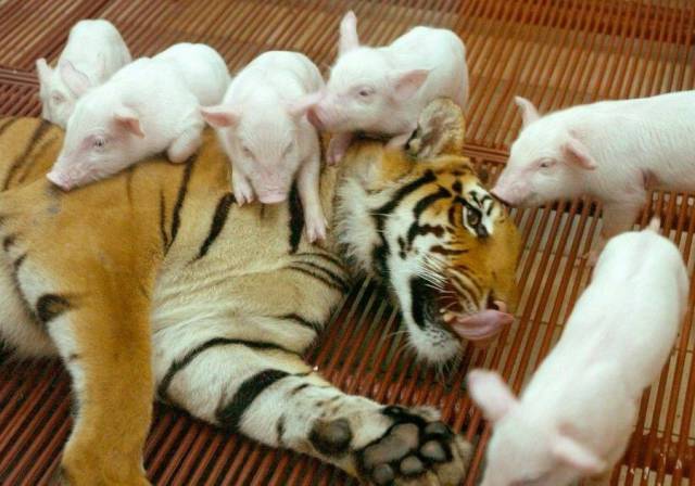 Daily Picdump