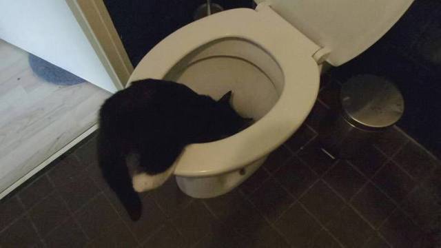 daily picdump 96 pics 31.html - 96 HD Photos | Premium Gallery 2017