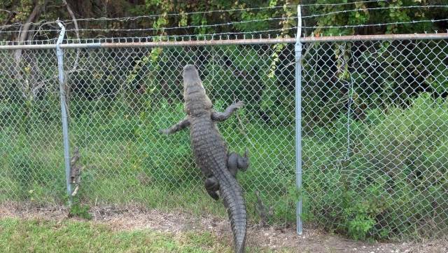 daily picdump 93 pics 25.html - 93 HD Photos | Premium Gallery 2017