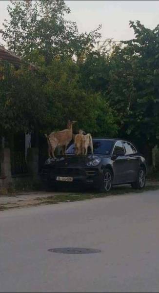 daily picdump 93 pics 25.html - 93 HD Photos | Premium Gallery 2017