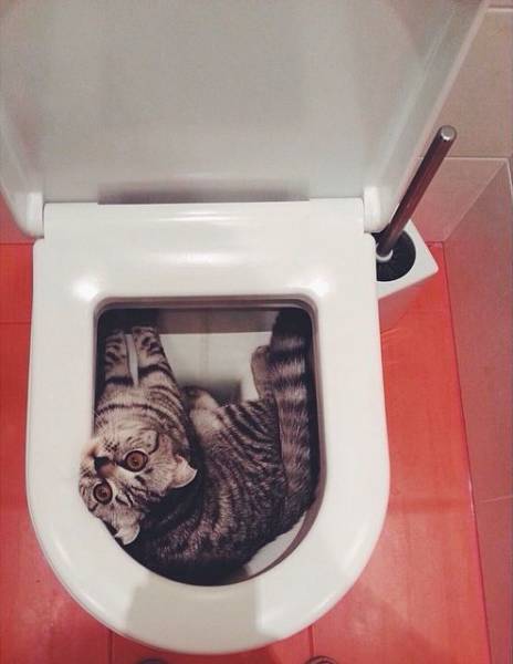 daily picdump 98 pics 22.html - 98 HD Photos | Premium Gallery 2017