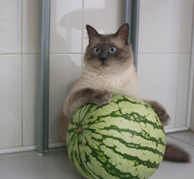daily picdump 93 pics 38.html - 93 HD Photos | Premium Gallery 2017