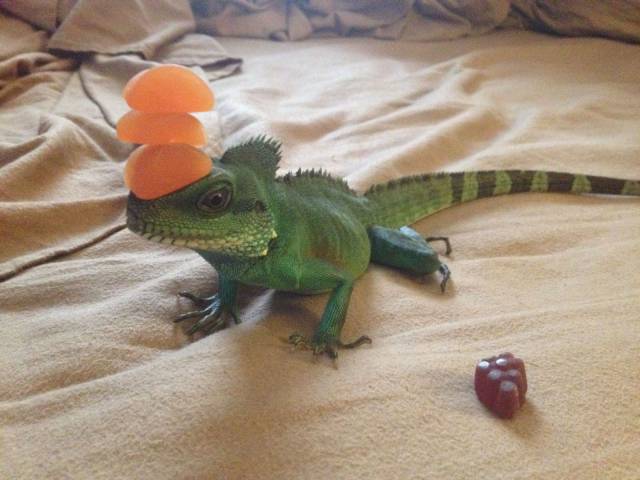 daily picdump weekend edition 66 pics 2.html - 66 HD Photos | Premium Gallery 2017