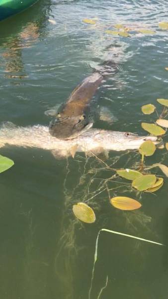 daily picdump 97 pics 17.html - 97 HD Photos | Premium Gallery 2017