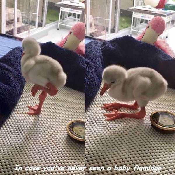 daily picdump 96 pics 4.html - 96 HD Photos | Premium Gallery 2017