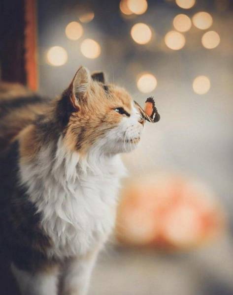 daily picdump 96 pics 4.html - 96 HD Photos | Premium Gallery 2017