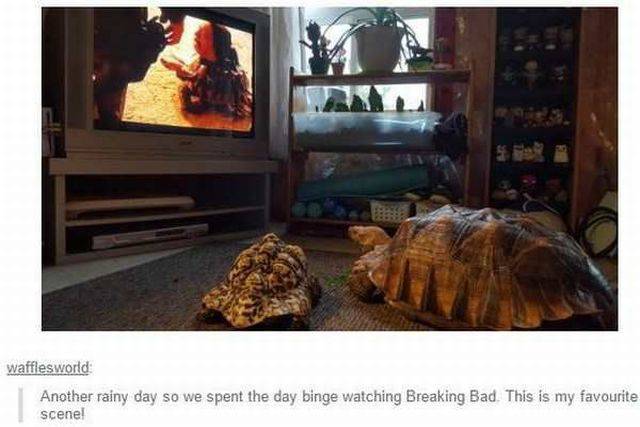 daily picdump 95 pics 12.html - 95 HD Photos | Premium Gallery 2017