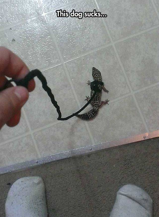 daily picdump 95 pics 12.html - 95 HD Photos | Premium Gallery 2017