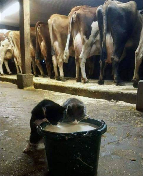 daily picdump 101 pics 2.html - 101 HD Photos | Premium Gallery 2017