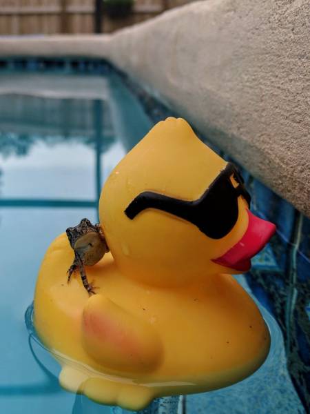 daily picdump weekend edition 71 pics 33.html - 71 HD Photos | Premium Gallery 2017