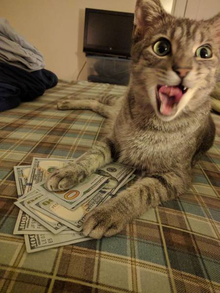 daily picdump weekend edition 71 pics 33.html - 71 HD Photos | Premium Gallery 2017