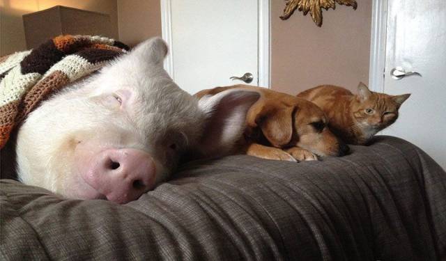 daily picdump 95 pics 9.html - 95 HD Photos | Premium Gallery 2017