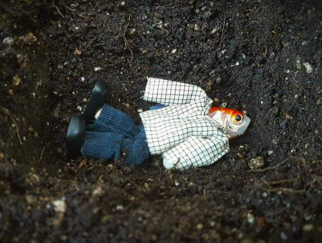 This Post Is Filled With Some Sweet Absolute Nonsense