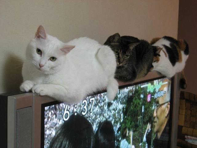 Daily Picdump