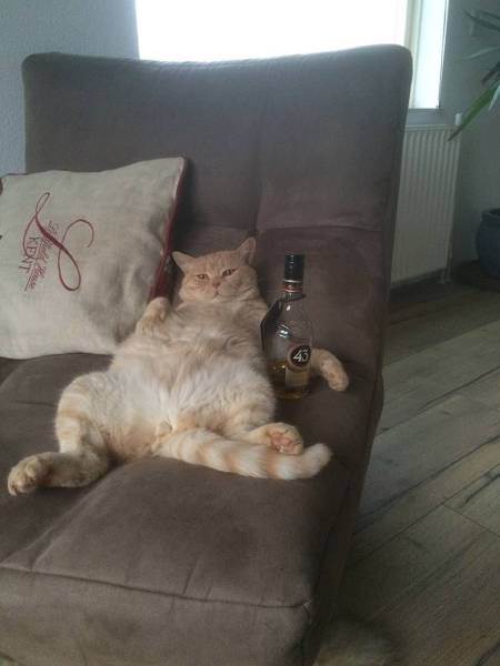 daily picdump 91 pics 8.html - 91 HD Photos | Premium Gallery 2017