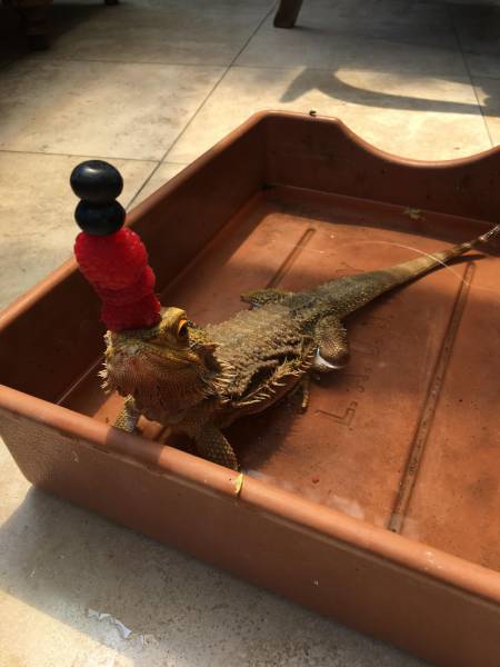 daily picdump 93 pics 26.html - 93 HD Photos | Premium Gallery 2017