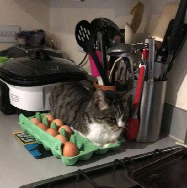 Daily Picdump