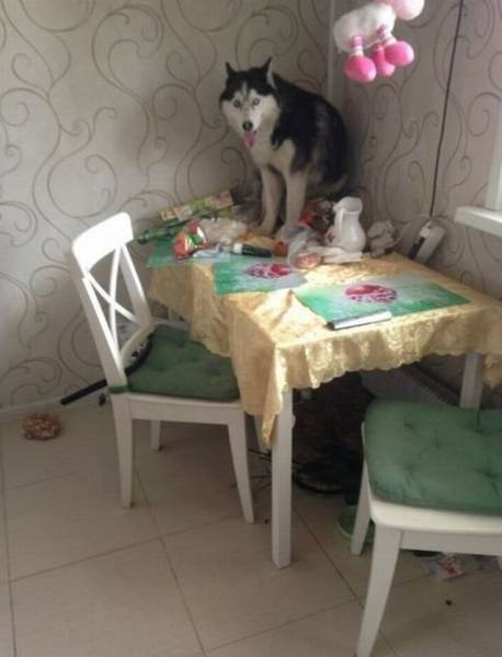 Daily Picdump