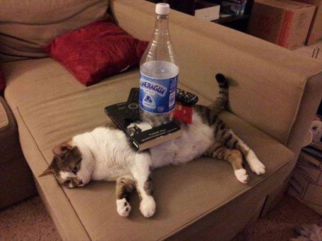 Daily Picdump