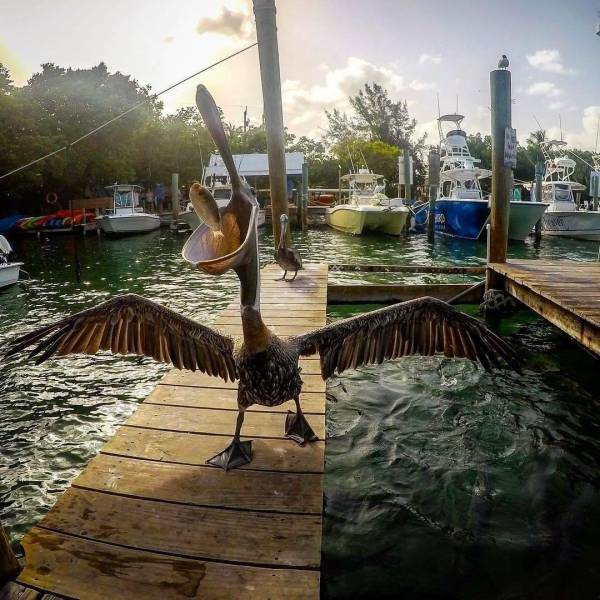 daily picdump weekend edition 53 pics 15.html - 53 HD Photos | Premium Gallery 2017