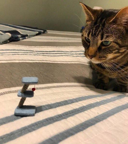 daily picdump weekend edition 53 pics 15.html - 53 HD Photos | Premium Gallery 2017