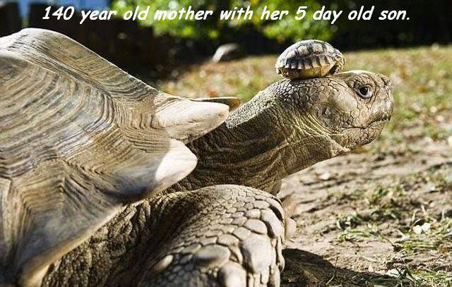 daily picdump 95 pics 38.html - 95 HD Photos | Premium Gallery 2017