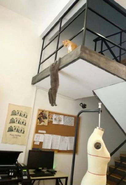 daily picdump weekend edition 74 pics 35.html - 74 HD Photos | Premium Gallery 2017