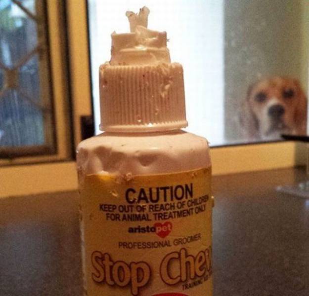 daily picdump weekend edition 74 pics 35.html - 74 HD Photos | Premium Gallery 2017