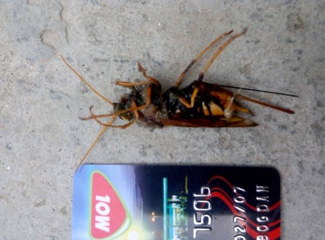 daily picdump weekend edition 74 pics 35.html - 74 HD Photos | Premium Gallery 2017