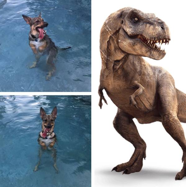 Daily Picdump