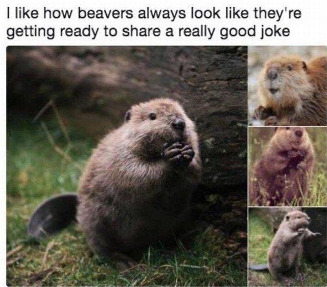Daily Picdump