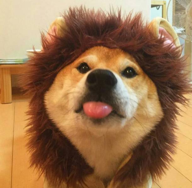 Morning Picdump