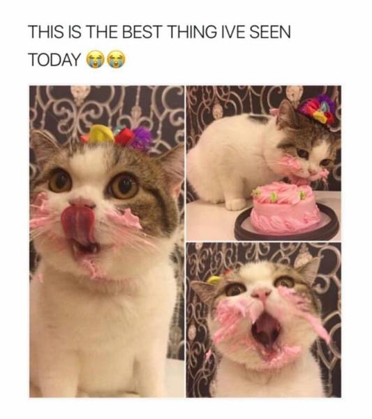 Fresh Memes Are The Fuel Internet’s Working On