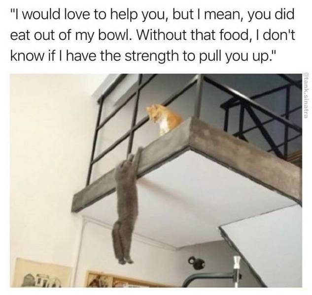 Fresh Memes Are The Fuel Internet’s Working On