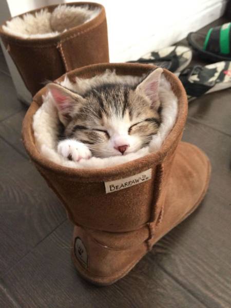 If It Fits, I Sits