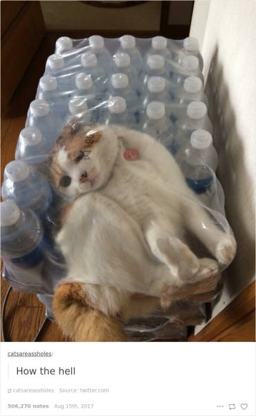 If It Fits, I Sits